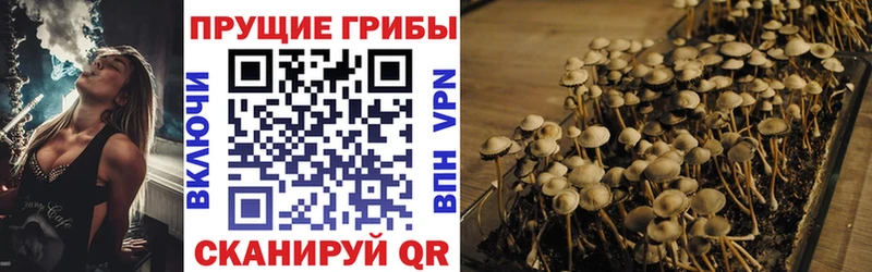 Галлюциногенные грибы Psilocybine cubensis Старица